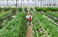 全国政协常委、江西省政协副主席谢茹经济日报刊文：如何纾解粮菜争地之困
