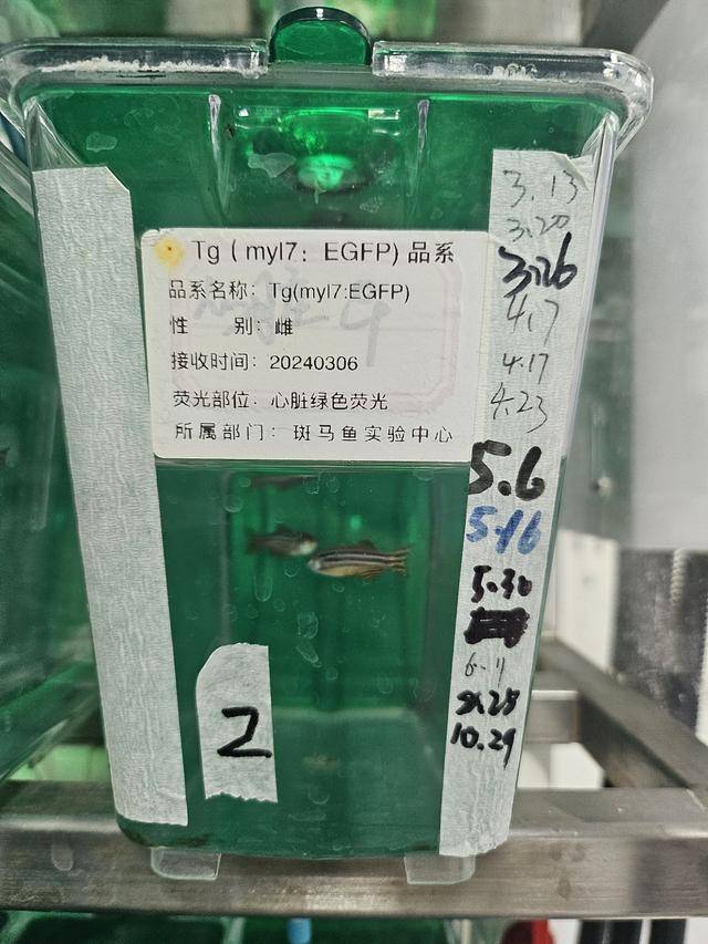 新闻周刊｜水中“小白鼠”