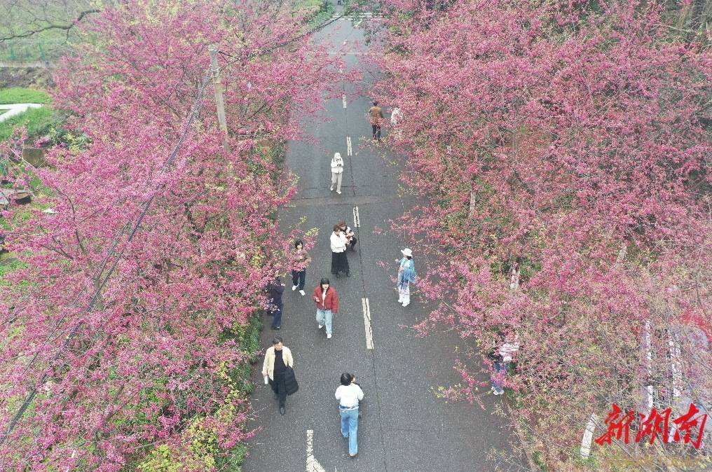 “樱花经济”，湖南如何抢占“C位”
