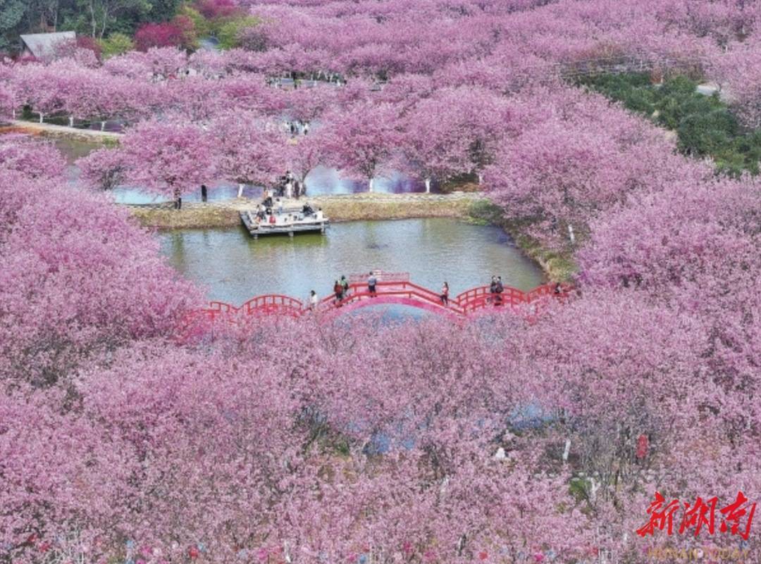 “樱花经济”，湖南如何抢占“C位”