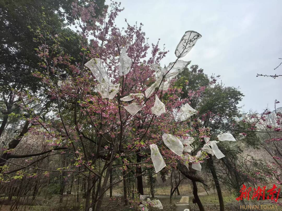 “樱花经济”，湖南如何抢占“C位”