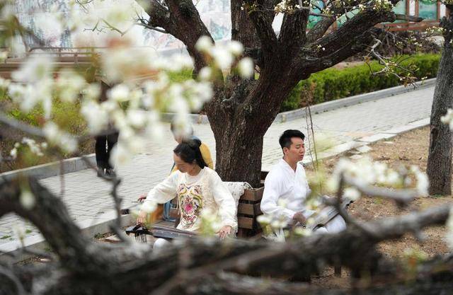山东新泰：梨花绽放琴声悠扬