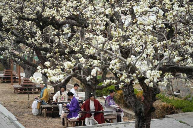 山东新泰：梨花绽放琴声悠扬