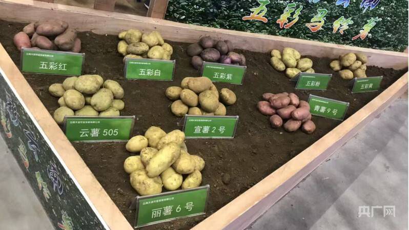 “土豆米”落地昭通：让马铃薯变身新主粮