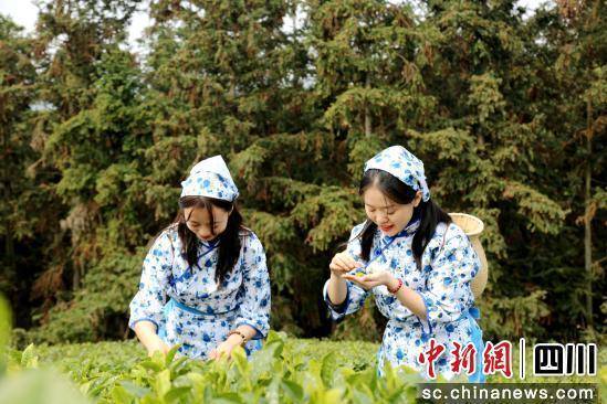 泸州泸县头茬春茶开采