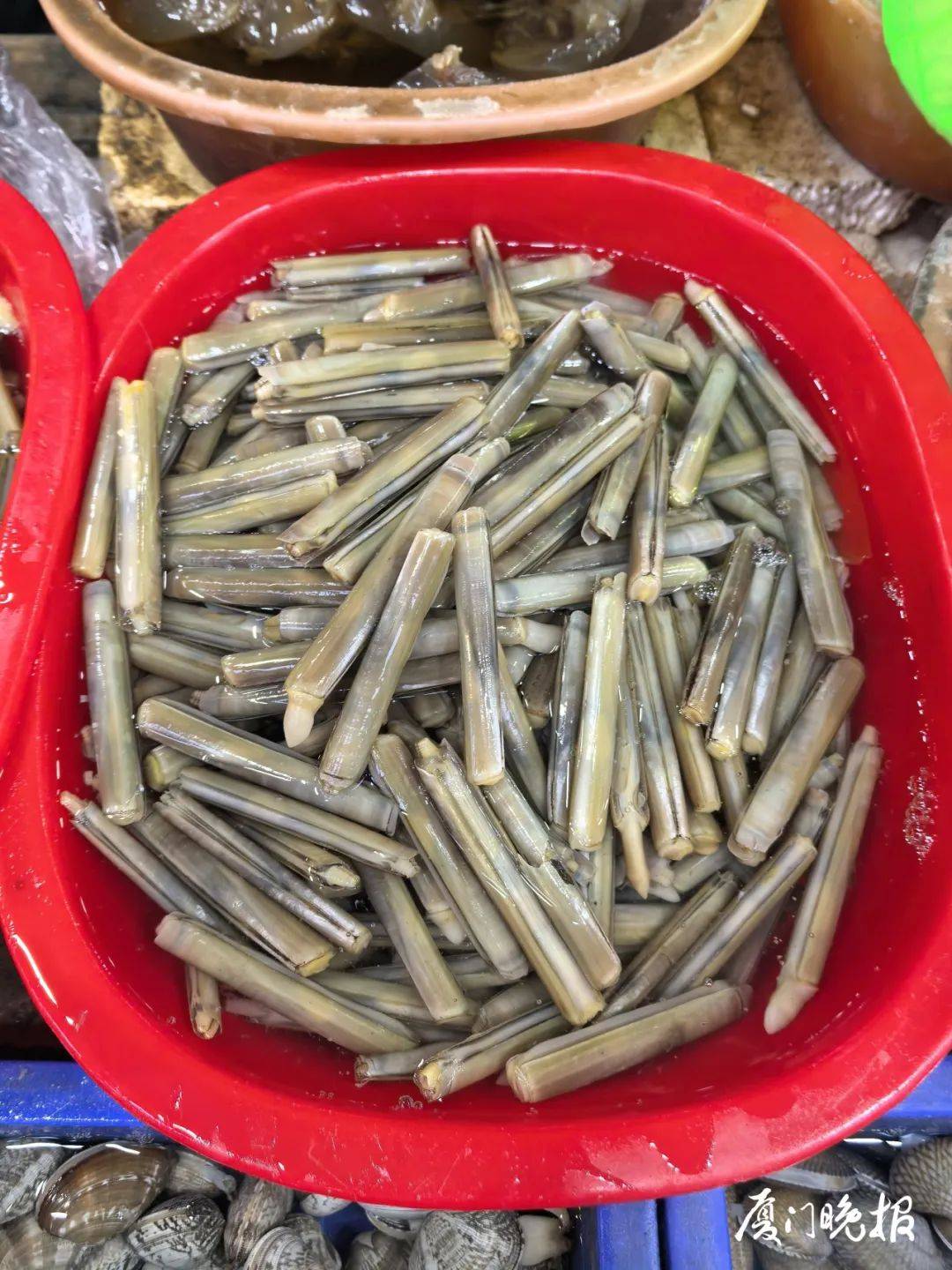 厦门正大量上市！肉质脆嫩，很多人爱吃→
