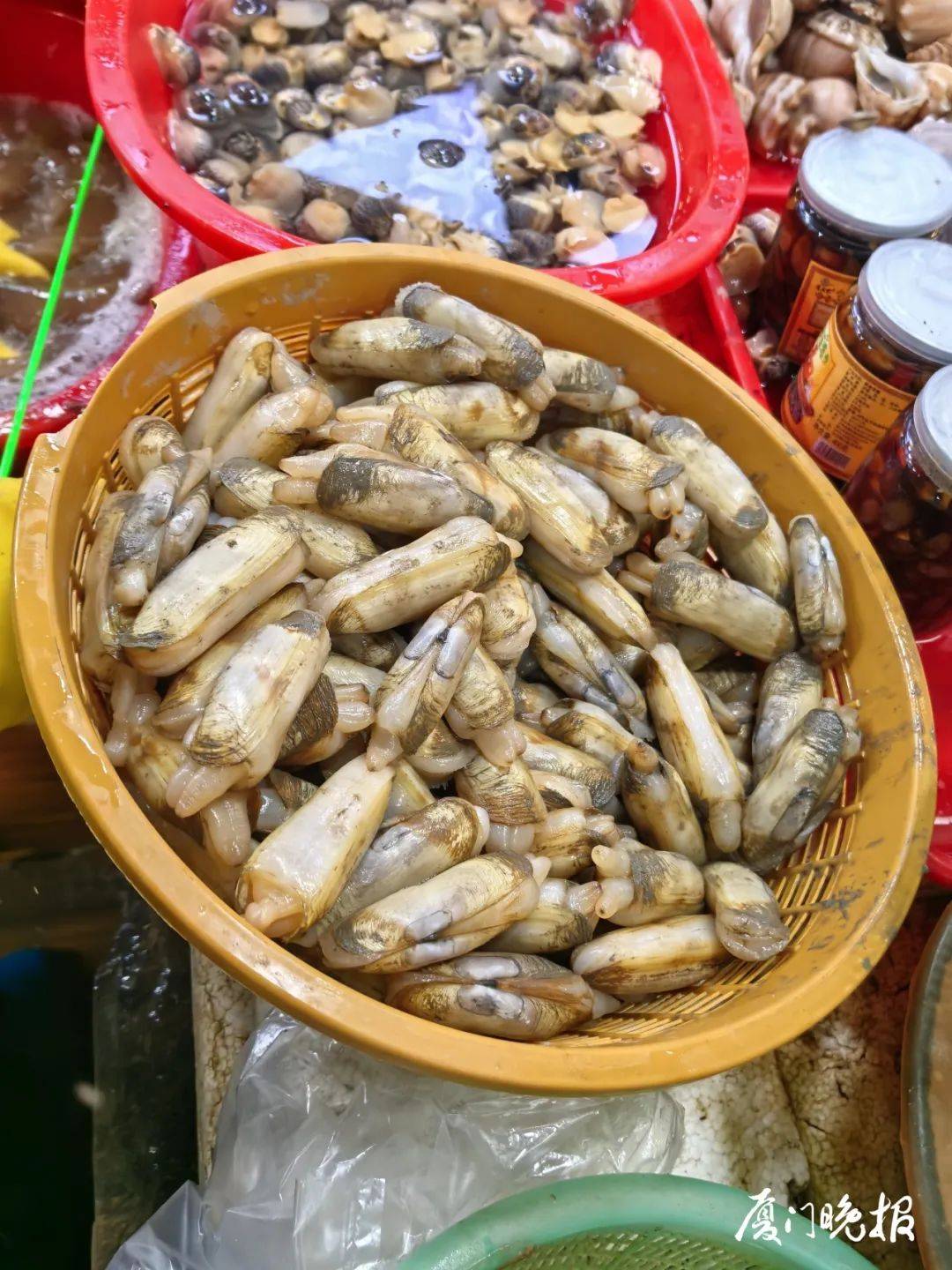 厦门正大量上市！肉质脆嫩，很多人爱吃→