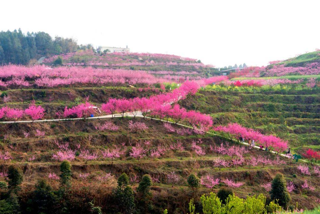 【美丽乐山建设】镜头下的乐山之美——犍为县