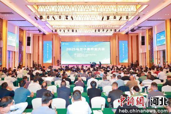 2025马兰小麦种业大会在河北辛集举行