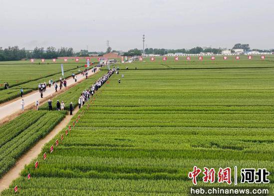 2025马兰小麦种业大会在河北辛集举行