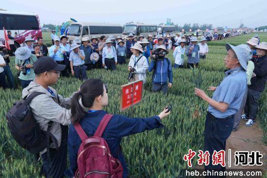 2025马兰小麦种业大会在河北辛集举行