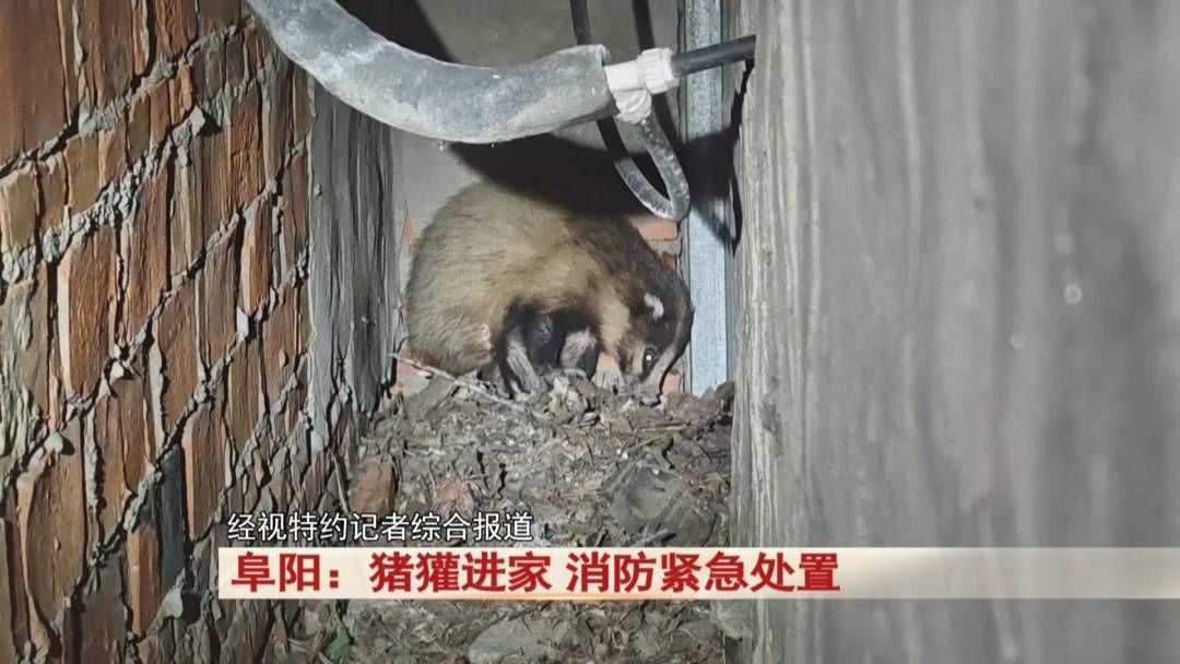 阜阳：猪獾“私闯民宅” ，消防“缉拿归案”！
