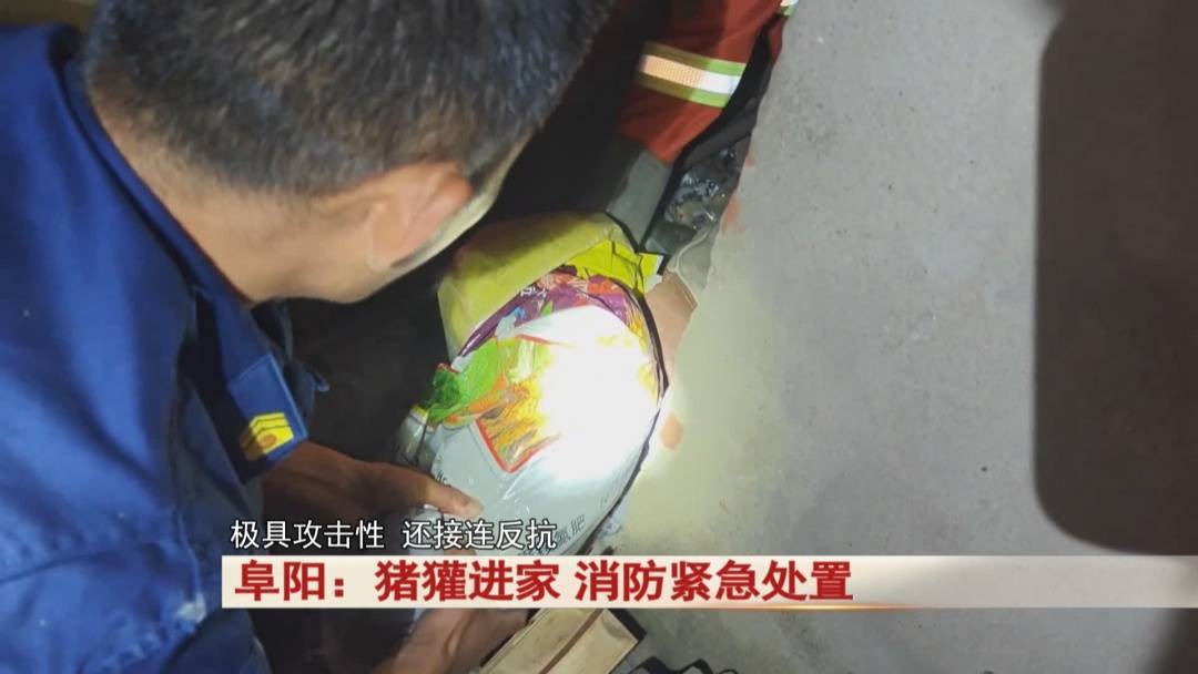 阜阳：猪獾“私闯民宅” ，消防“缉拿归案”！