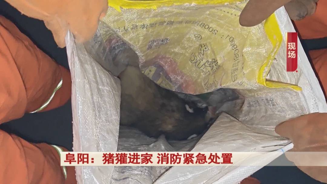 阜阳：猪獾“私闯民宅” ，消防“缉拿归案”！