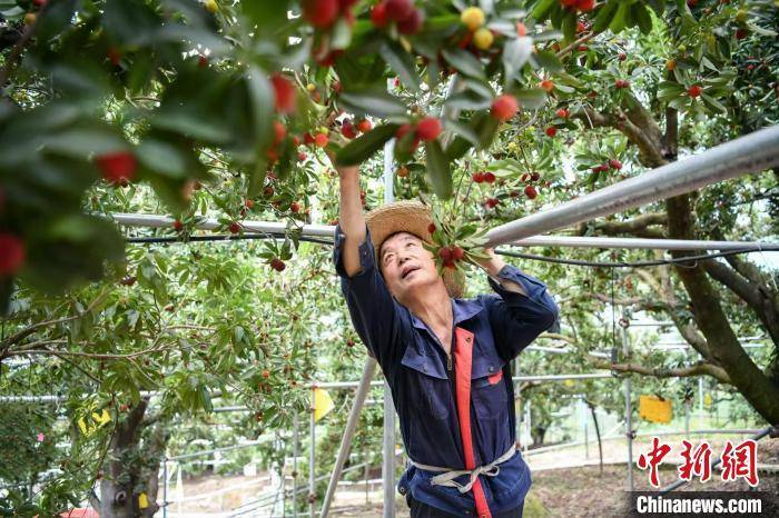 冷链空运解侨胞乡愁 浙江余姚200箱杨梅出口新加坡